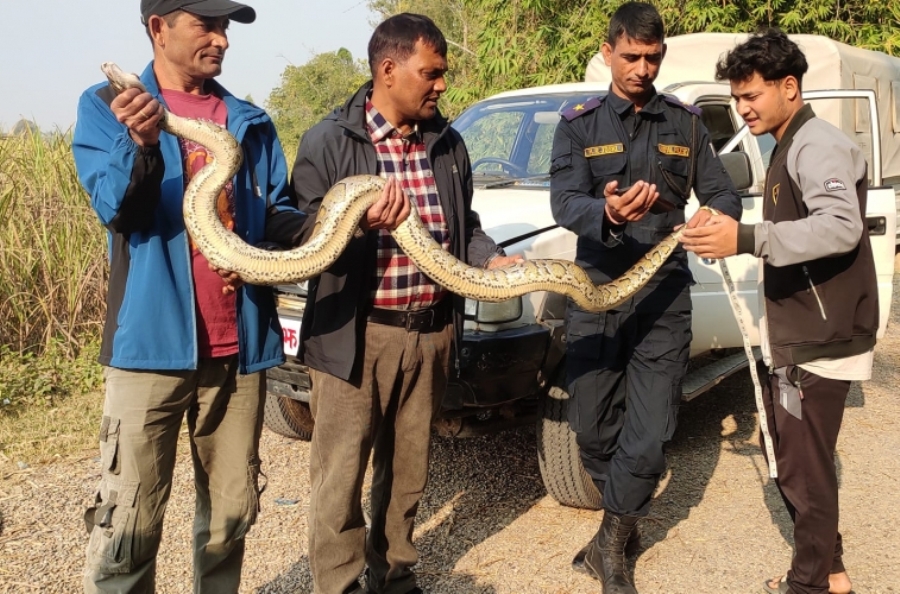 कञ्चनपुरमा एक अजिङ्गरको उद्धार